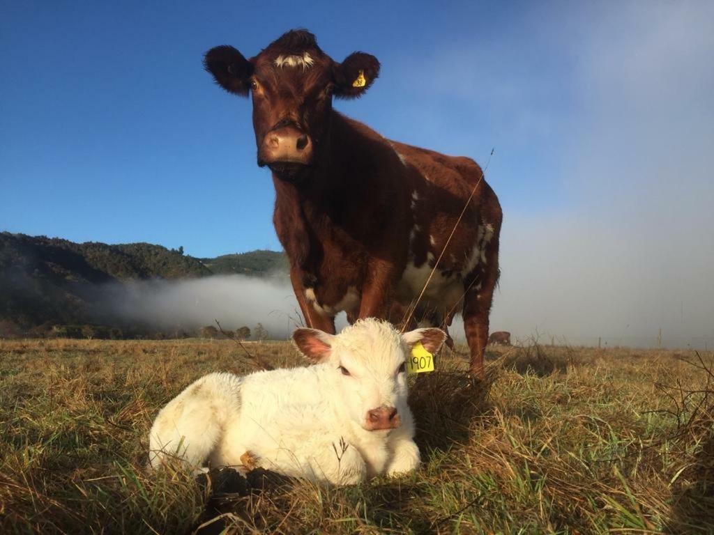 Mohaka River Farm Te Haroto Eksteriør bilde